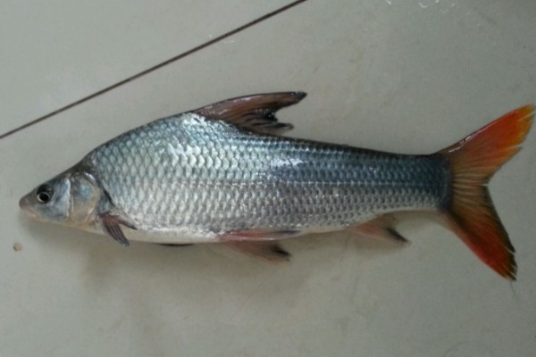 红鳍方口魮是什么鱼？