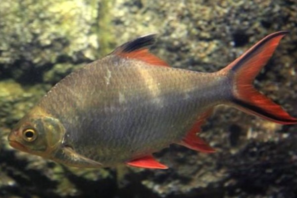 红鳍方口魮是什么鱼？