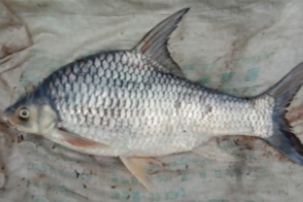 哈氏方口魮是什么鱼？