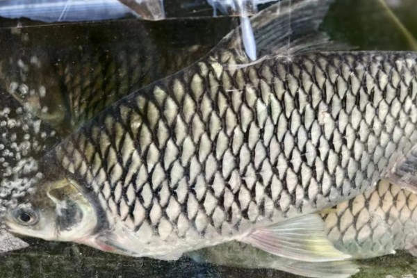 大鳞四须鲃是什么鱼？