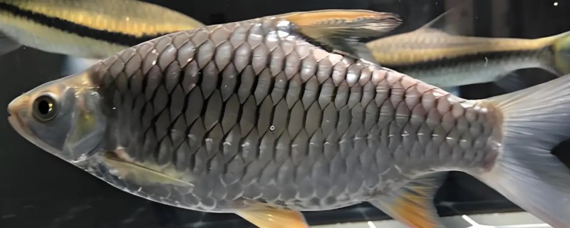 大鳞四须鲃是什么鱼?