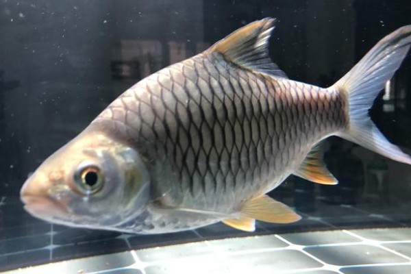 大鳞四须鲃是什么鱼？