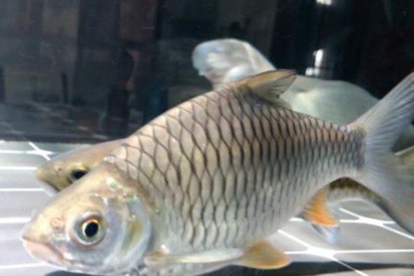 大鳞四须鲃是什么鱼？