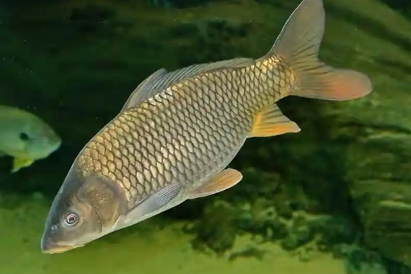 四须鲃是什么鱼?