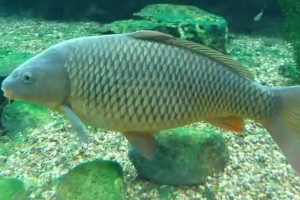 四须鲃是什么鱼?