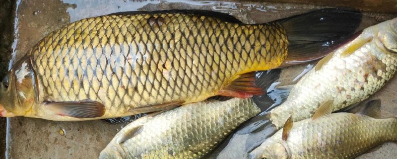 四须鲃是什么鱼?