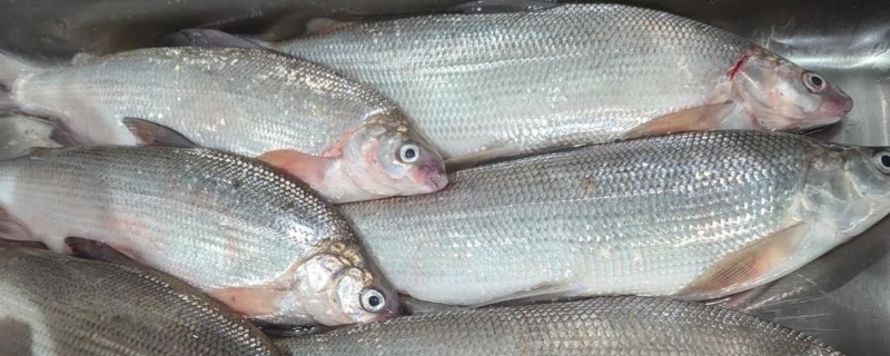 后鳍四须鲃是什么鱼？