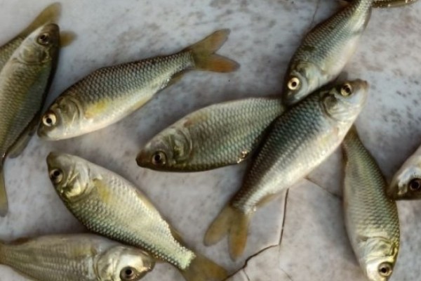 小四须鲃是什么鱼?