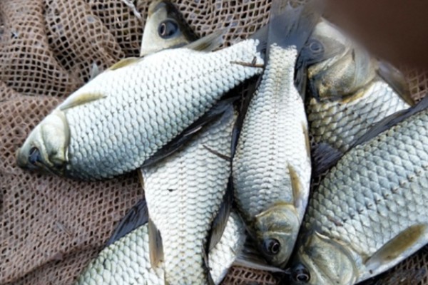 小四须鲃是什么鱼?