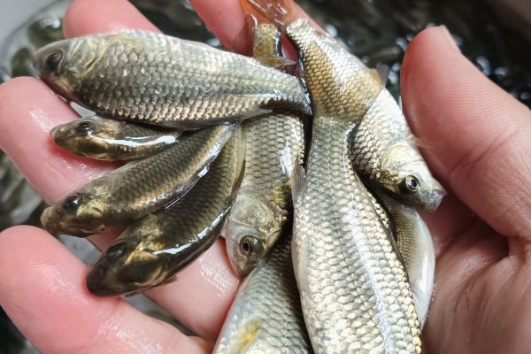 小四须鲃是什么鱼?