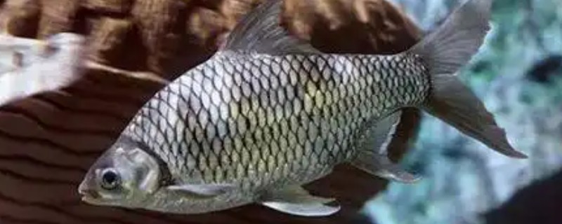 云南四须鲃是什么鱼?