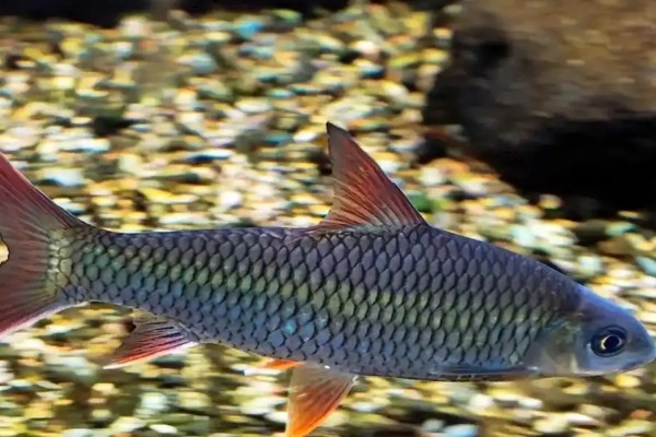 云南四须鲃是什么鱼?