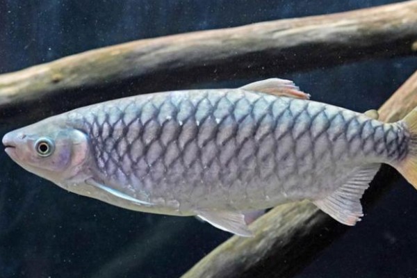 云南四须鲃是什么鱼?