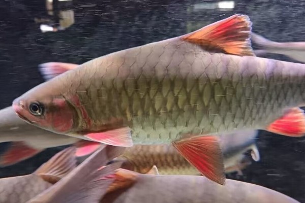 多鳞倒刺鲃是什么鱼?