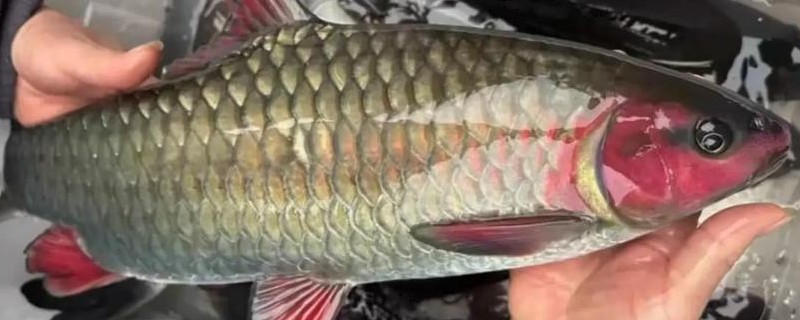 多鳞倒刺鲃是什么鱼?