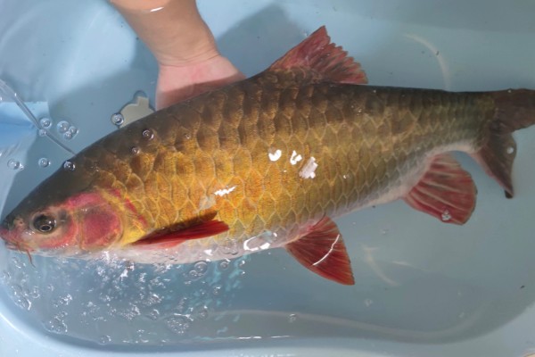 多鳞倒刺鲃是什么鱼?