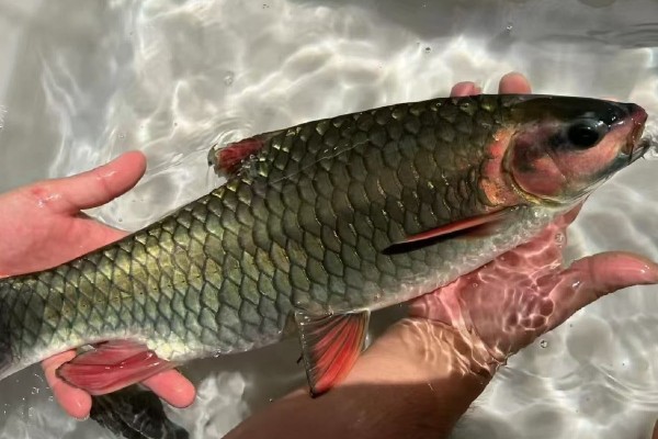 多鳞倒刺鲃是什么鱼?