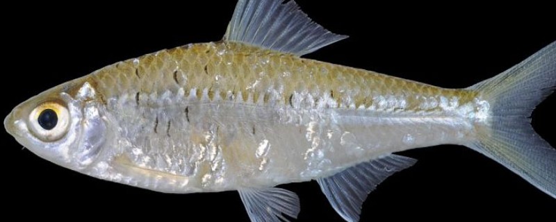 长臀魮是什么鱼?