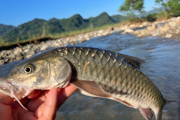 宽头四须鲃是什么鱼?