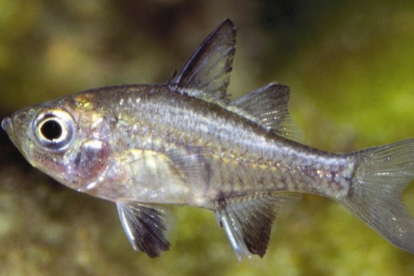 长臀魮是什么鱼?