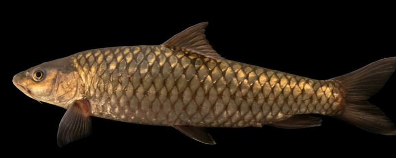 宽头四须鲃是什么鱼?