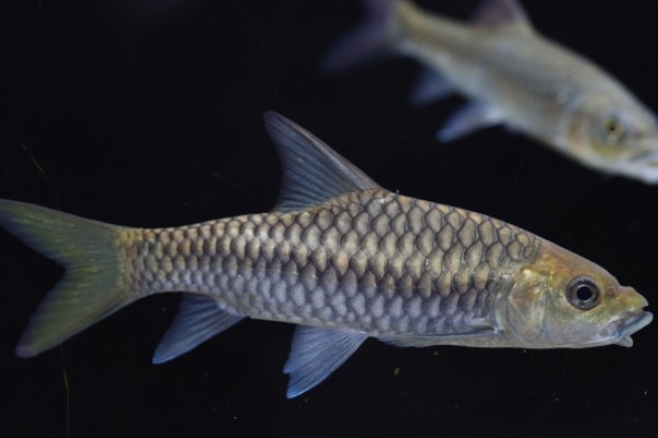 长臀魮是什么鱼?