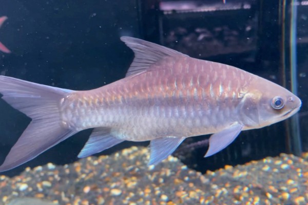 长臀魮是什么鱼?