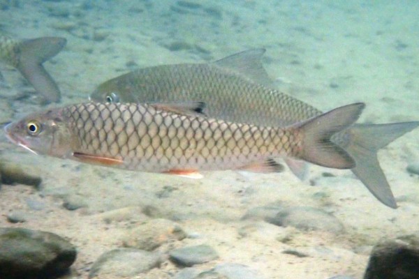 宽头四须鲃是什么鱼?