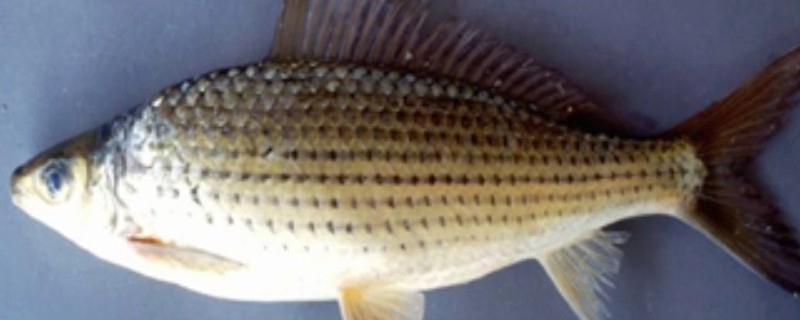 长背魮是什么鱼?