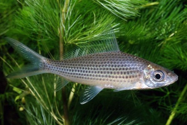 长背魮是什么鱼?