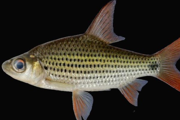 长背魮是什么鱼?