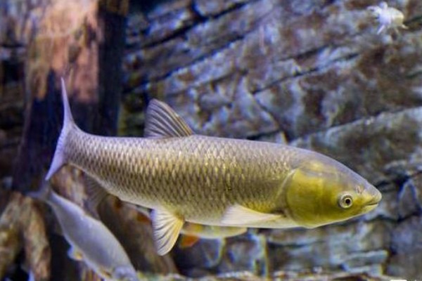 长背魮是什么鱼?