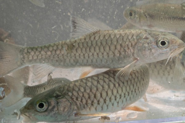 宽头四须鲃是什么鱼?