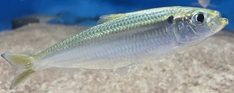 太平四须鲃是什么鱼?