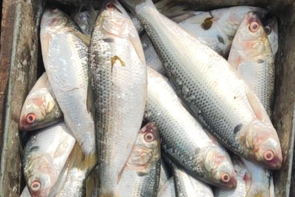 太平四须鲃是什么鱼?