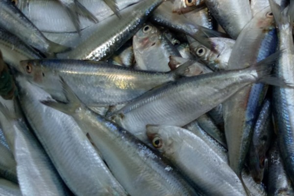 太平四须鲃是什么鱼?