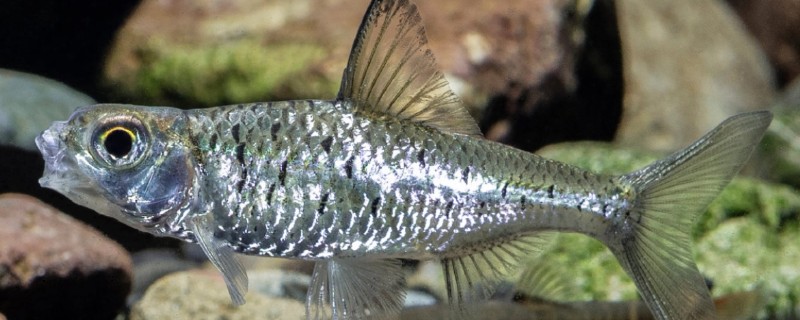 细尾长臀魮是什么鱼？