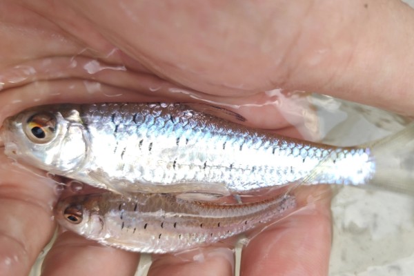 细尾长臀魮是什么鱼?