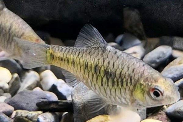 细尾长臀魮是什么鱼?