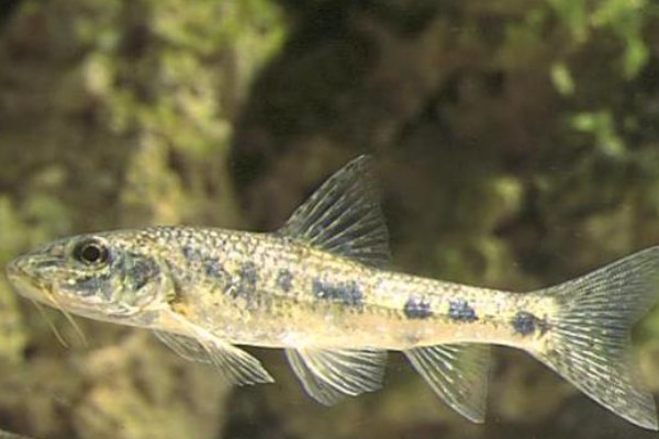 细尾长臀魮是什么鱼?