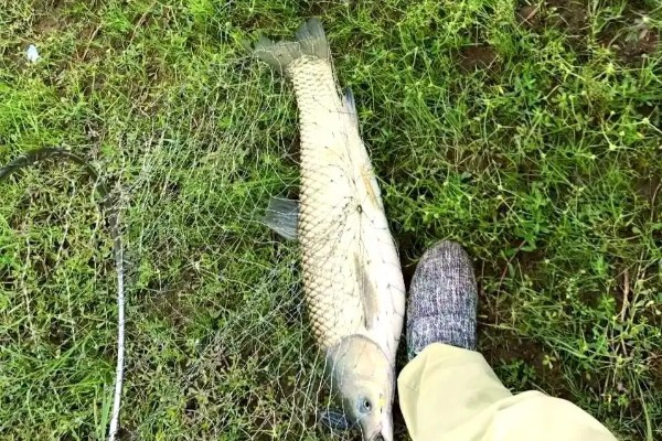 短头亮鲃是什么鱼?