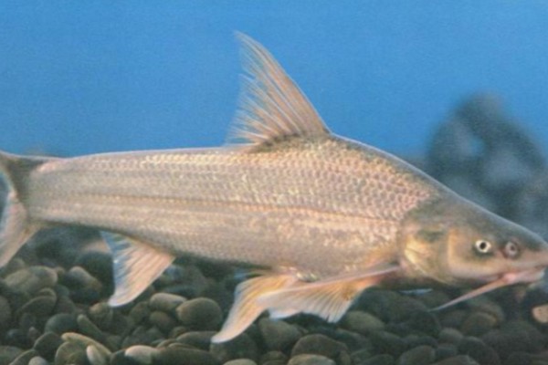 短头亮鲃是什么鱼?