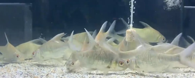 爪哇鲃鲤是什么鱼?