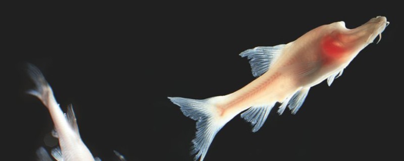 裸腹盲鲃是什么鱼？