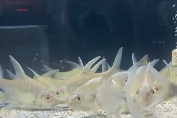 爪哇鲃鲤是什么鱼?