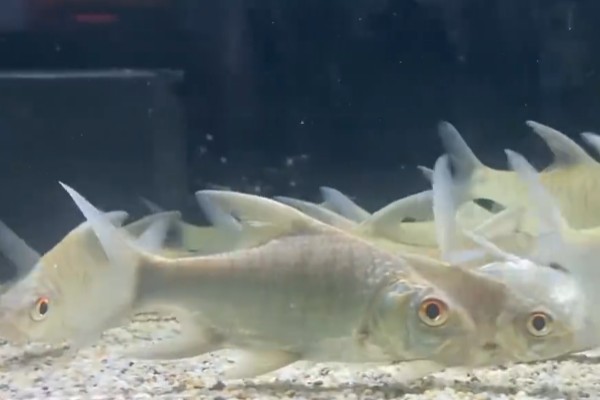 爪哇鲃鲤是什么鱼?