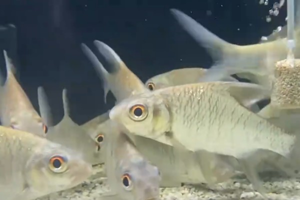 爪哇鲃鲤是什么鱼?