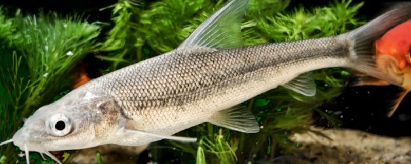 大鳞鲃是什么鱼？