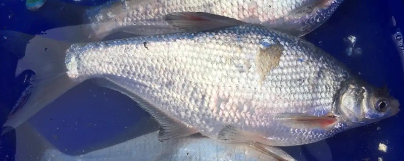长体鲂是什么鱼？