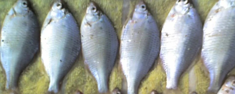 广东鲂是什么鱼？